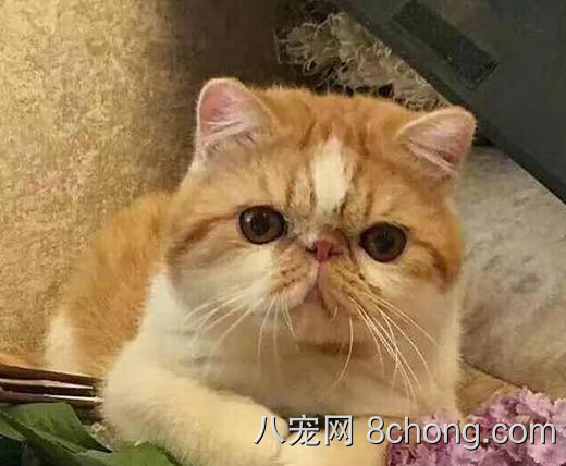北京加菲猫养殖户◆ 正规猫舍 便宜出售  