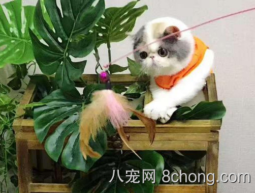 哪里有加菲猫卖的 加菲猫怎么养比较好