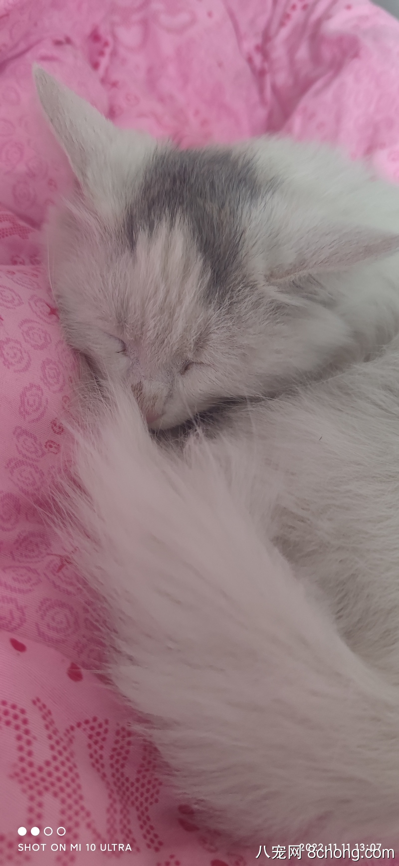 抢奶喝的五月小猫咪