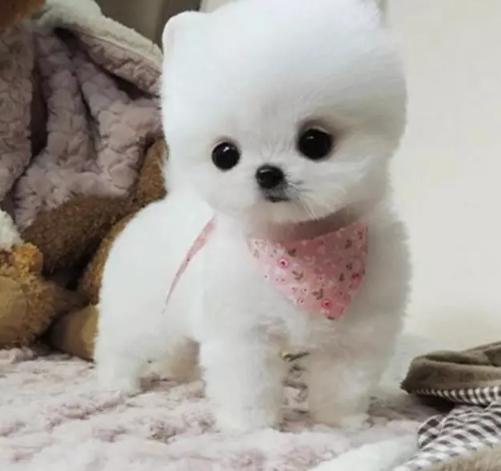 北京博美怎么卖 北京博美价格 北京哪里有卖博美的