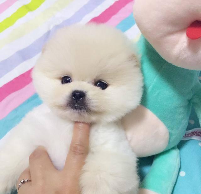 北京有茶杯犬出售吗 哪里出售球体博美幼犬