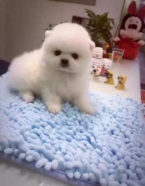 北京哪里有卖博美的 三个月博美幼犬多少钱 博美价格