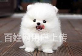 北京本地出售博美犬茶杯博美小体英系俊介多少钱【纯种血统犬舍】