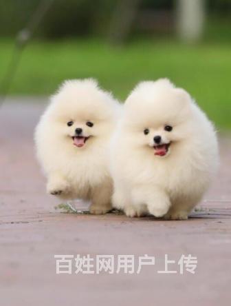 北京纯种哈多利茶杯博美小体球形博美多少钱【CKU】博美犬舍