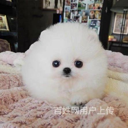 北京【CKU博美犬舍】哈多利球型博美多少钱茶杯博美俊介价格