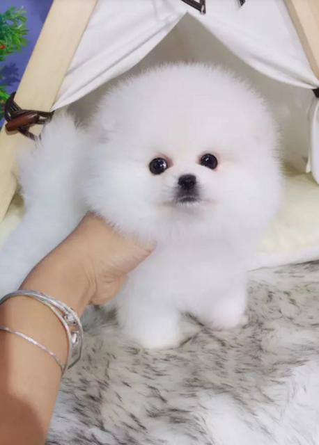 北京出售自家繁殖的纯种博美犬 哈多利博美 健康质保