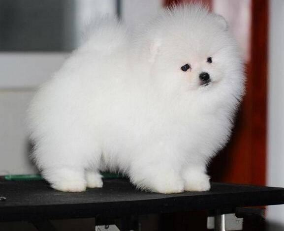 纯种博美犬价格 哈多利球体博美 已做完疫苗 包成活