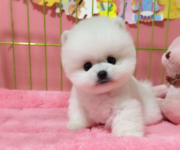 赛级 博美犬幼犬 国际血统品质保障 可送货上门