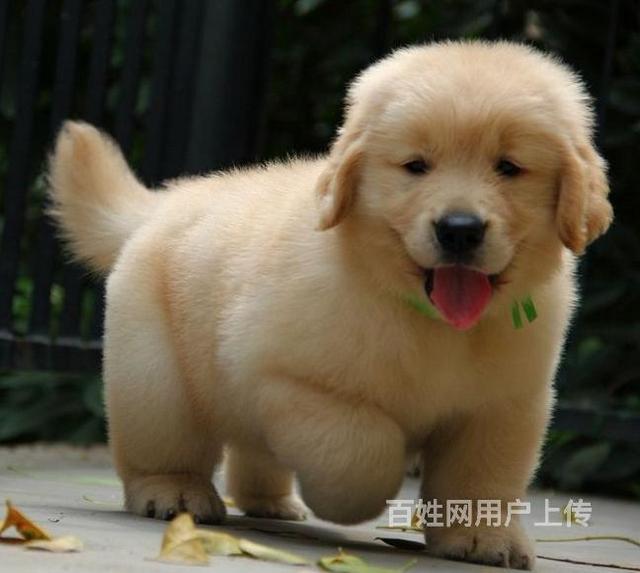 【血统犬舍】温州本地繁殖纯种双血统金毛犬沙滩金金毛多少钱