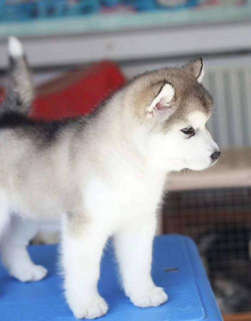 低价出售霸气十足绝对拉风的重庆阿拉斯加犬 放心选购