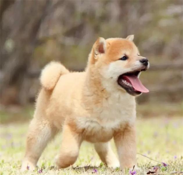 重庆纯种柴犬多少钱一只 日系豆柴图片 柴犬好养吗