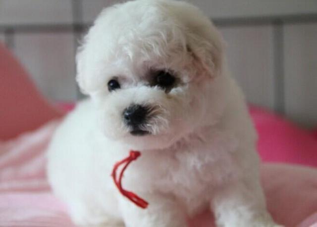 犬场直销纯种卷毛比熊出售,纯白色,非常可爱,包健康