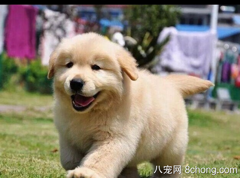 血统纯正，顶级金毛犬，北京发货