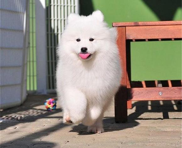 台州【十年老店】常年繁殖优质血统萨摩耶幼犬