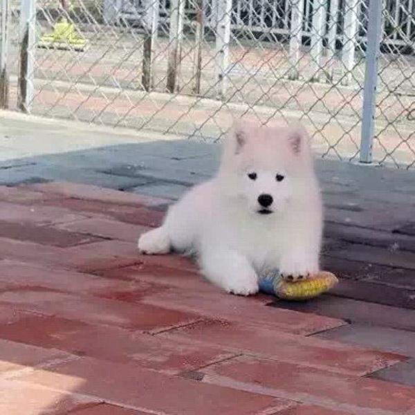 宁波【金牌商家推荐】萨摩耶犬舍‖萨摩耶养殖场