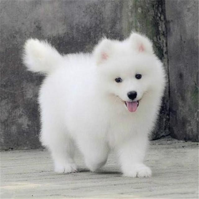 绍兴【金牌商家推荐】萨摩耶犬舍‖萨摩耶养殖场
