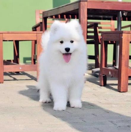 【推荐首选】温州哪里有卖萨摩耶 萨摩耶幼犬多少钱一只