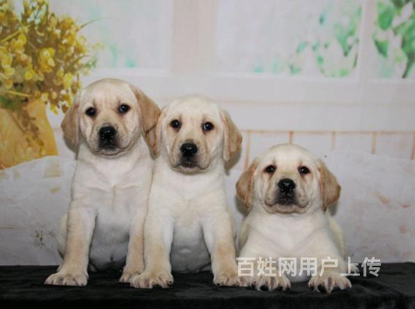 淄博哪里有卖拉布拉多狗狗双血统拉布拉多多少钱大骨架拉布拉多价