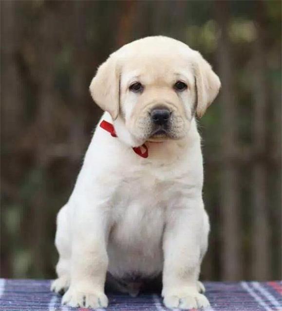 淄博宠物店店主卖现货拉布拉多幼犬 金拉布拉多幼犬多少钱一只
