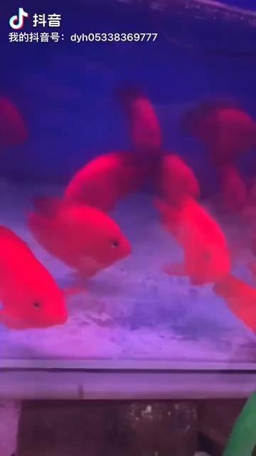 转精品红财神鱼，红红火火财神鱼，淄博财神鱼爱好者，转让财神鱼