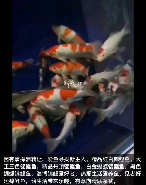转让精品红白锦鲤鱼大正三色丹顶锦鲤黑彗星白金蝴蝶鱼