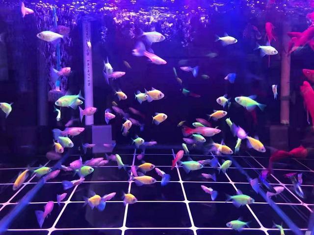济南历下区各类观赏鱼销售