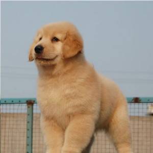 纯种金毛犬幼犬  出售 黄金猎犬品相好上门可优惠