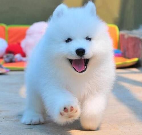 赛级萨摩耶 萨摩幼犬 梦幻白 纯种健康 可爱迷人