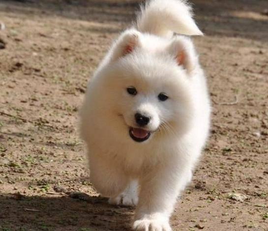 纯种萨摩耶幼犬多少钱一只 澳版萨摩耶 精品萨摩耶犬