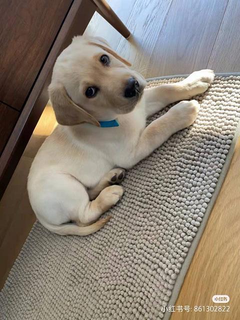 宁波养狗场狗狗的健康