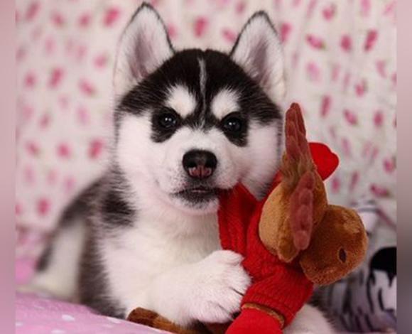 北京犬舍卖哈士奇。哈士奇一般什么价位