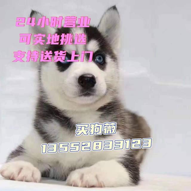 北京犬舍出售小体哈士奇  哈士奇幼犬价格