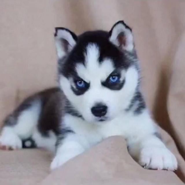 北京犬舍出售哈士奇  双血统哈士奇价格