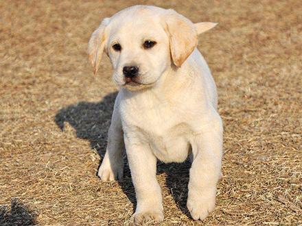 温州宠物店卖拉布拉多，拉布拉多幼犬一只多少钱