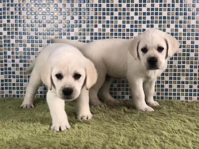 宁波【金牌商家推荐】拉布拉多犬舍‖拉布拉多养殖场