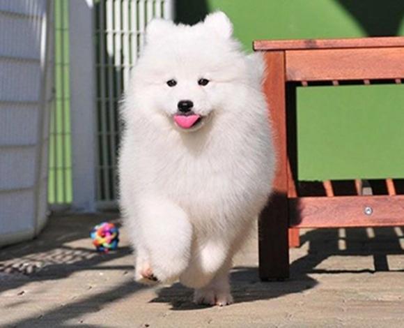 杭州【十年老店】常年繁殖优质血统萨摩耶幼犬