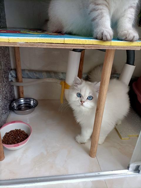 猫猫