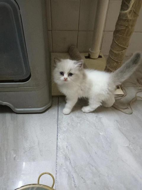 出自家布偶蓝双猫咪
