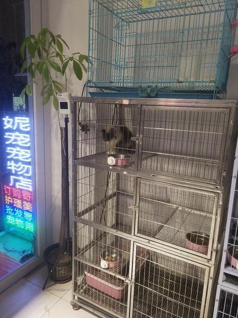 出售宠物宠物用品养护美容