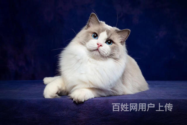 广东肇庆纯血布偶幼猫低价出售