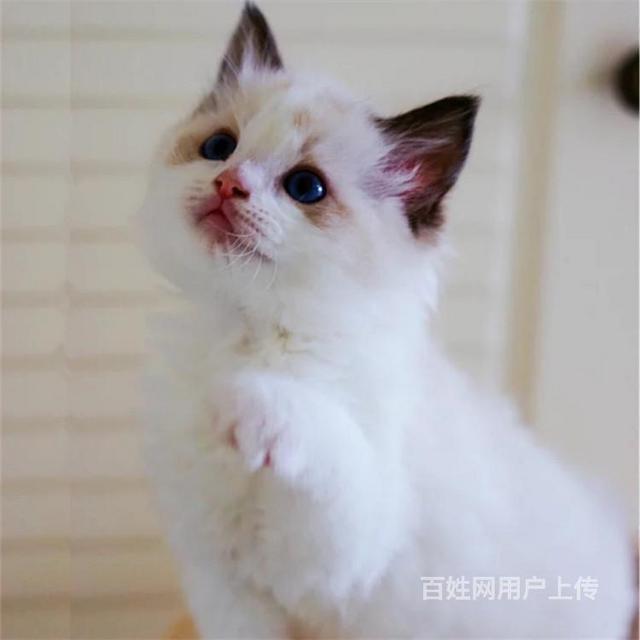 广东潮州海豹双色布偶猫放心购买
