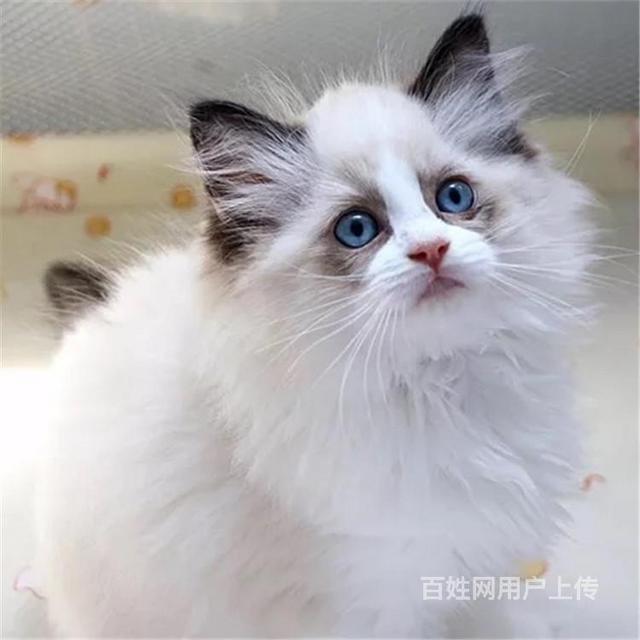 广东清远纯种海双布偶优惠出售
