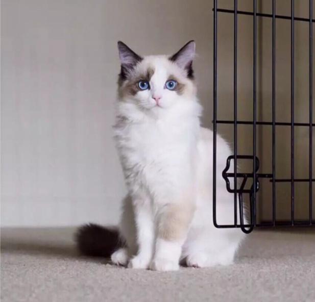 梅州哪里买布偶猫纯血统◆布偶猫多少钱一只