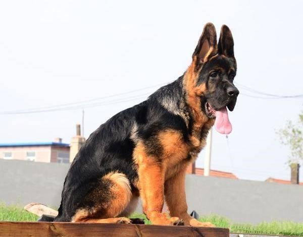 北京出售纯种德牧幼犬 锤系德国牧羊犬幼犬多少钱