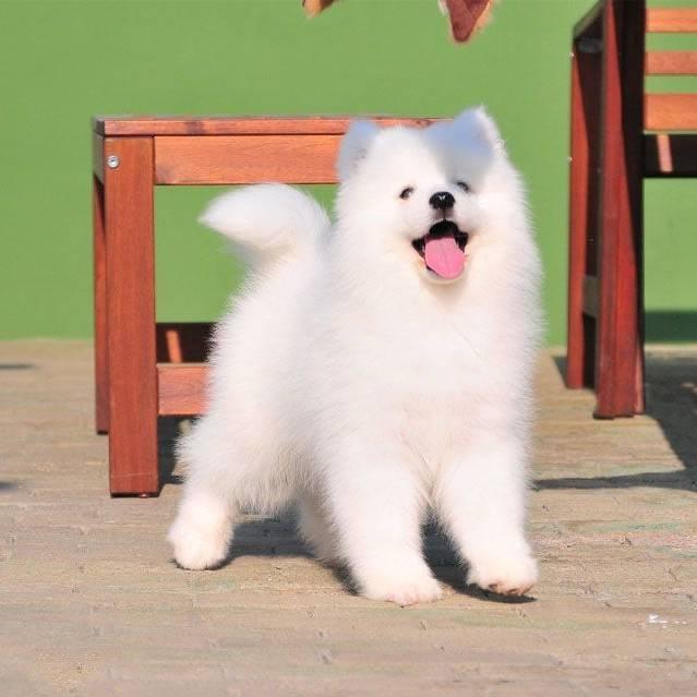 萨摩耶犬多少钱一只_萨摩耶价格
