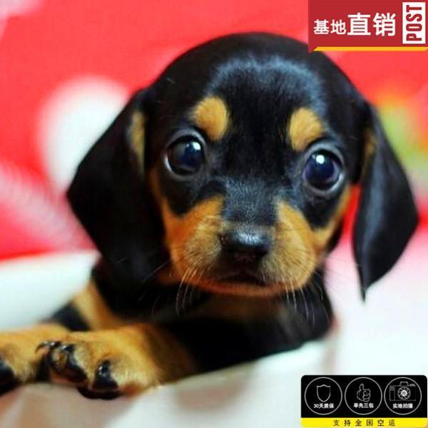 揭阳【十年老店】常年繁殖优质血统腊肠犬幼犬
