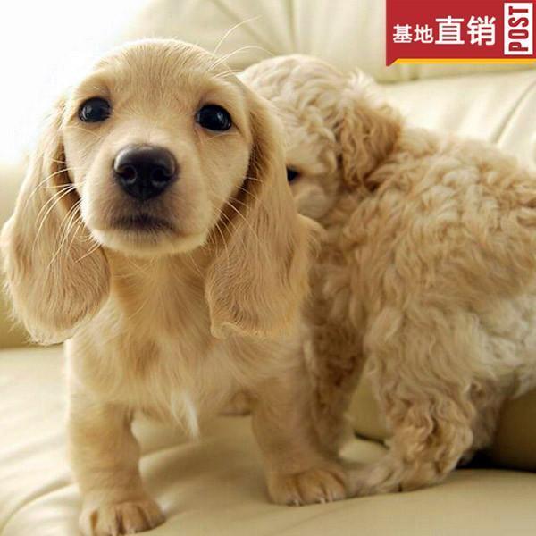 阳江【十年老店】常年繁殖优质血统腊肠犬幼犬