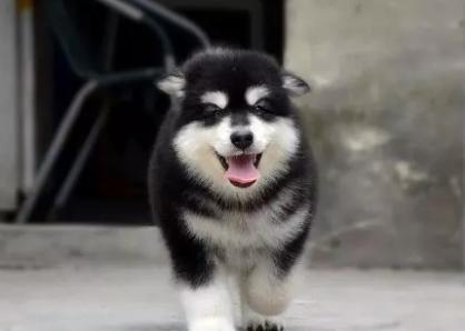 北京出售自家繁殖的纯种阿拉斯加犬 阿拉斯加雪橇犬