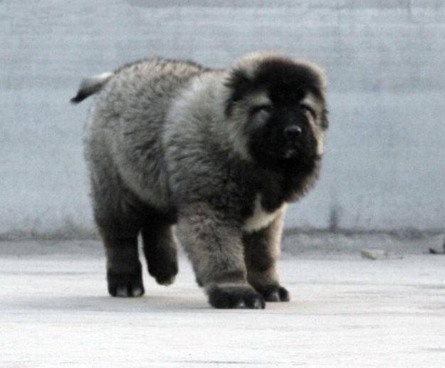 熊版高加索 巨型俄罗斯引进高品质高加索幼犬 精品