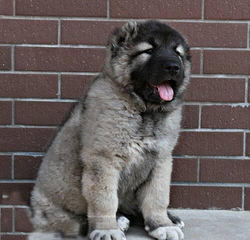 高加索 俄罗斯引进种犬繁殖霸气十足高加索幼犬